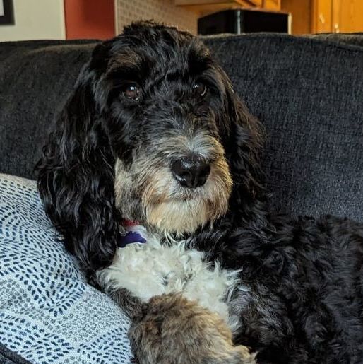 Donut , an adoptable Bernedoodle, Poodle in Hartland, WI, 53029 | Photo Image 1