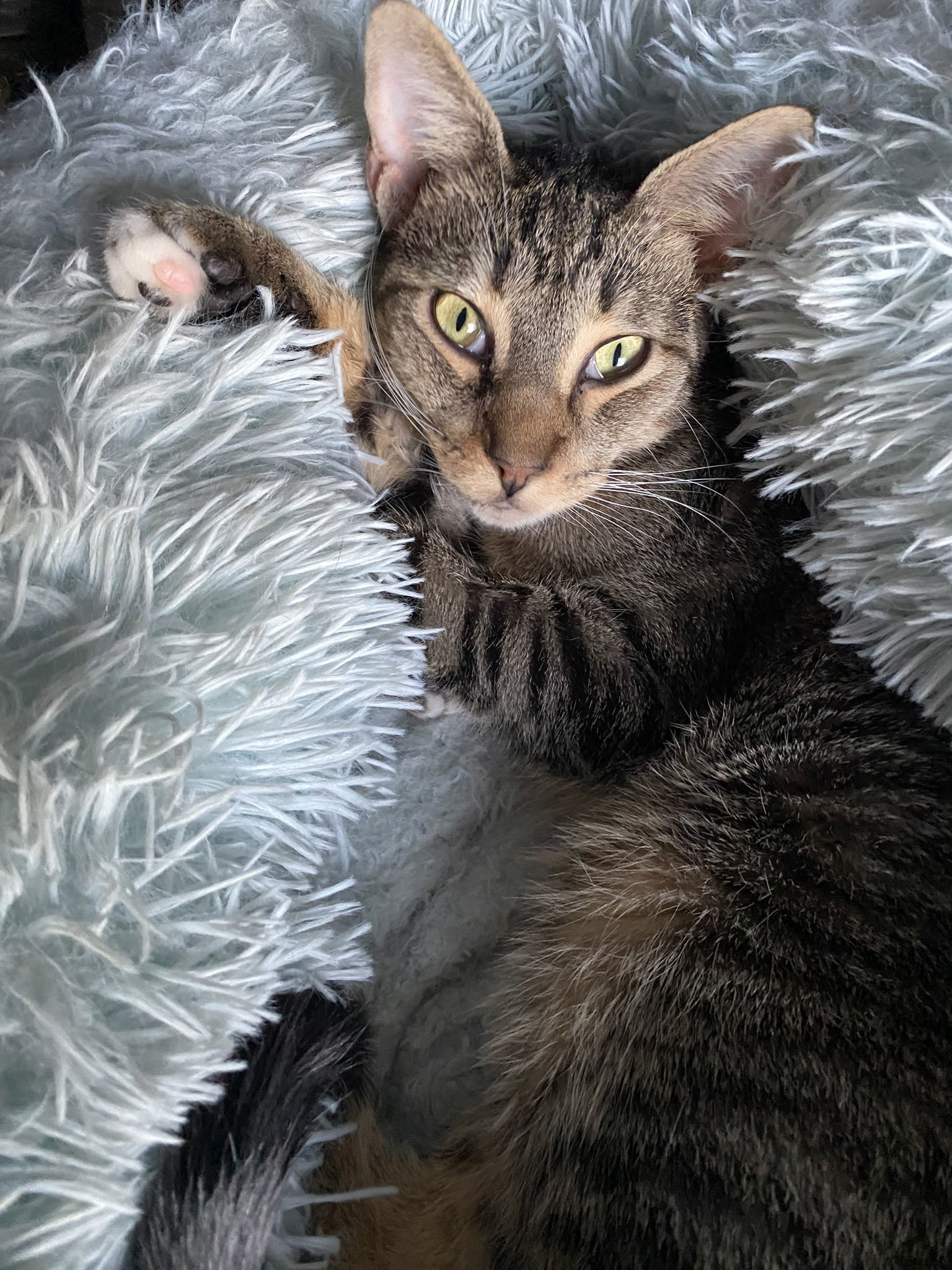 Dax, an adoptable Domestic Short Hair in Phoenix, AZ, 85023 | Photo Image 1