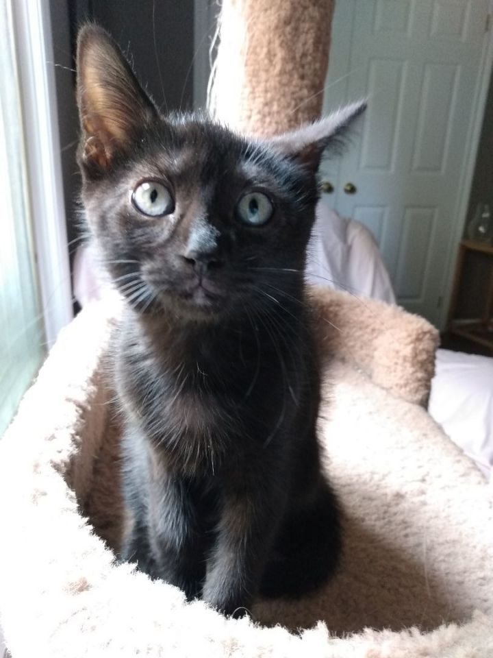 Cat for adoption - Colby, a Bombay & Domestic Short Hair Mix in Niagara ...