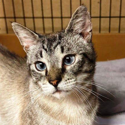 Cat For Adoption - Vernon (Lynx Point Siamese), A Siamese In Rochester, Ny  | Petfinder