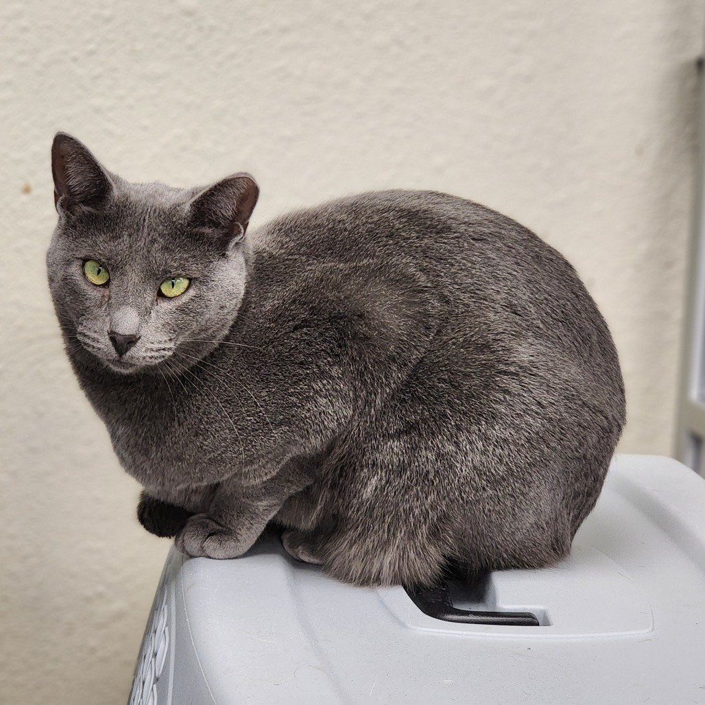 Pepper