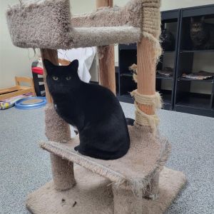 Tucco, Adult Male Domestic Short Hair