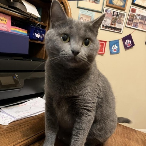 Violet (mom), an adoptable Russian Blue, Korat in Baytown, TX, 77521 | Photo Image 2