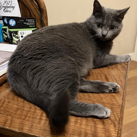 Violet (mom), an adoptable Russian Blue, Korat in Baytown, TX, 77521 | Photo Image 3