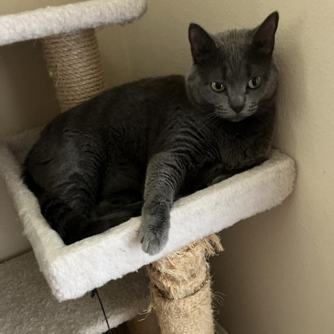 Violet (mom), an adoptable Russian Blue, Korat in Baytown, TX, 77521 | Photo Image 5