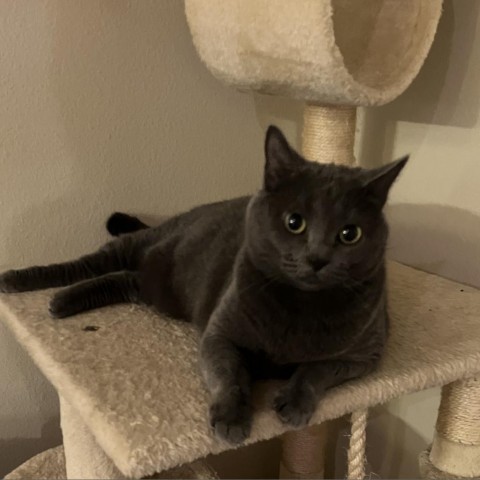 Violet (mom), an adoptable Russian Blue, Korat in Baytown, TX, 77521 | Photo Image 6