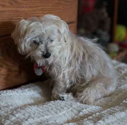 Sammy #cheery-lap-dog, an adoptable Maltese, Poodle in Houston, TX, 77005 | Photo Image 3