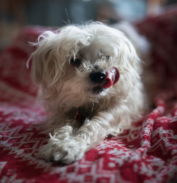 Sammy #cheery-lap-dog, an adoptable Maltese, Poodle in Houston, TX, 77005 | Photo Image 2