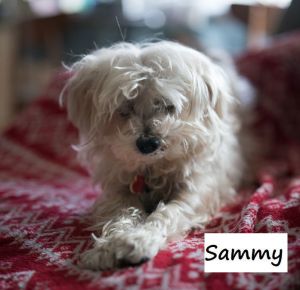 Sammy #cheery-lap-dog Maltese Dog