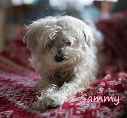 Sammy #cheery-lap-dog, an adoptable Maltese, Poodle in Houston, TX, 77005 | Photo Image 3