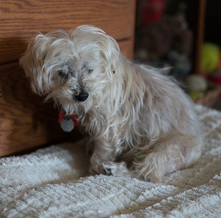 Sammy #cheery-lap-dog, an adoptable Maltese, Poodle in Houston, TX, 77005 | Photo Image 5