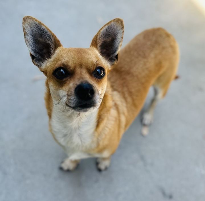Mabel 2, an adopted Dachshund & Chihuahua Mix in Los Alamitos, CA_image-2