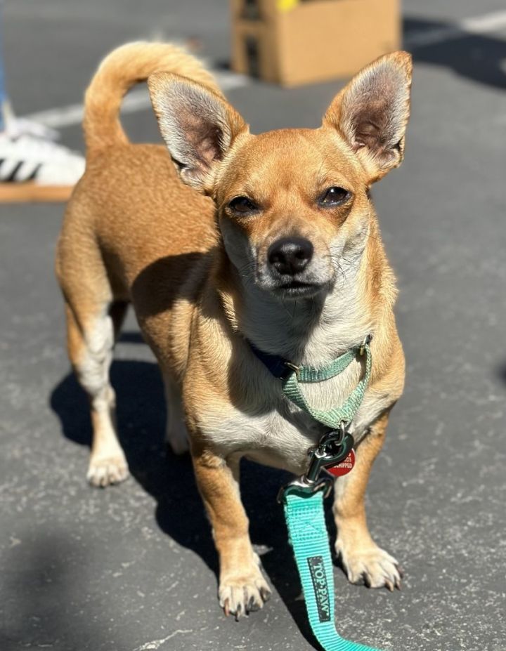 Mabel 2, an adoptable Dachshund & Chihuahua Mix in Los Alamitos, CA_image-4