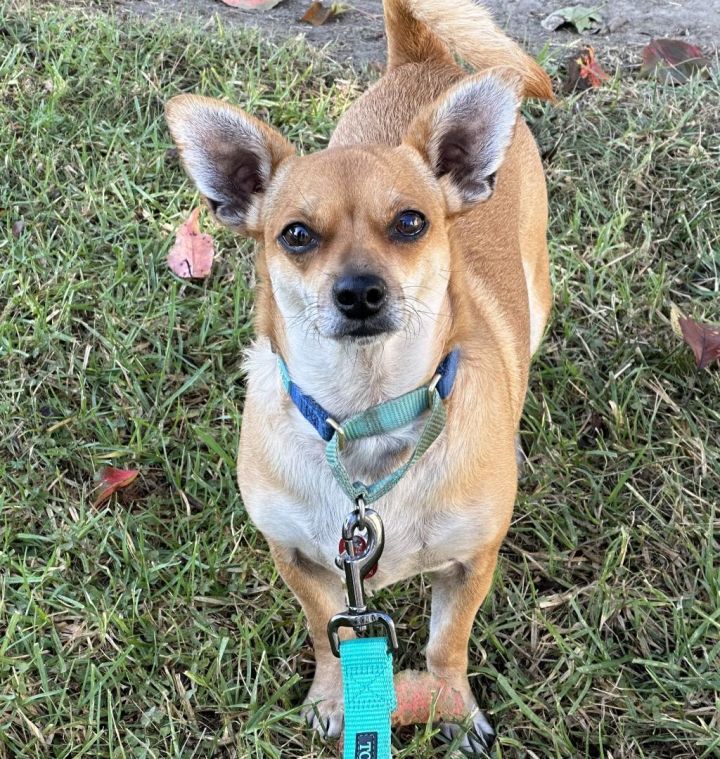 Mabel 2, an adoptable Dachshund & Chihuahua Mix in Los Alamitos, CA_image-1