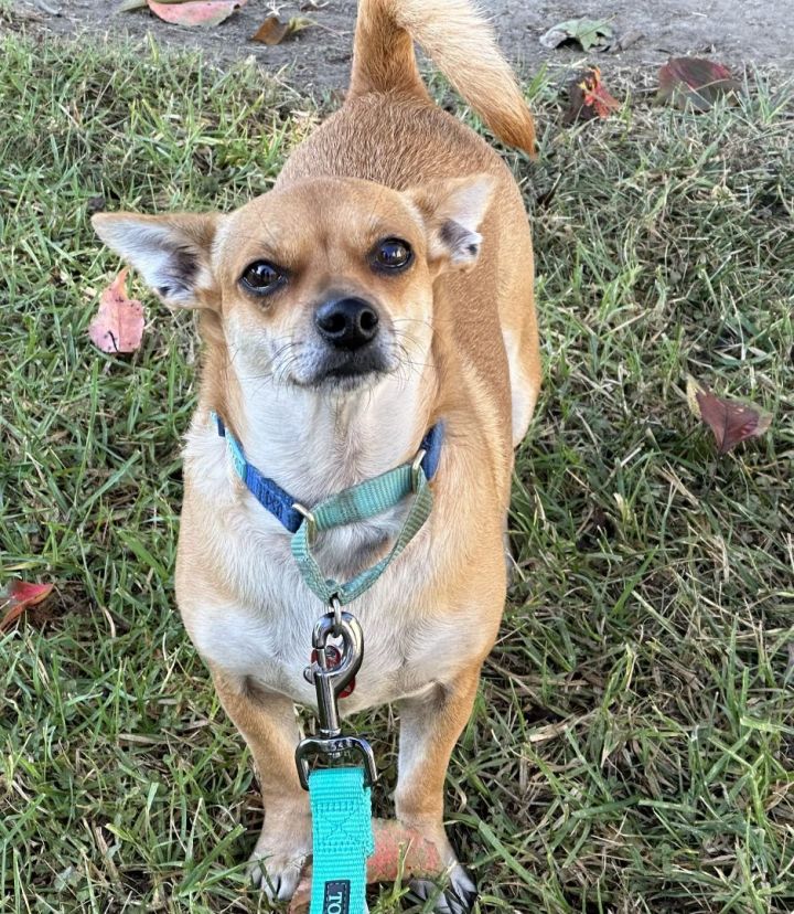Mabel 2, an adoptable Dachshund & Chihuahua Mix in Los Alamitos, CA_image-6