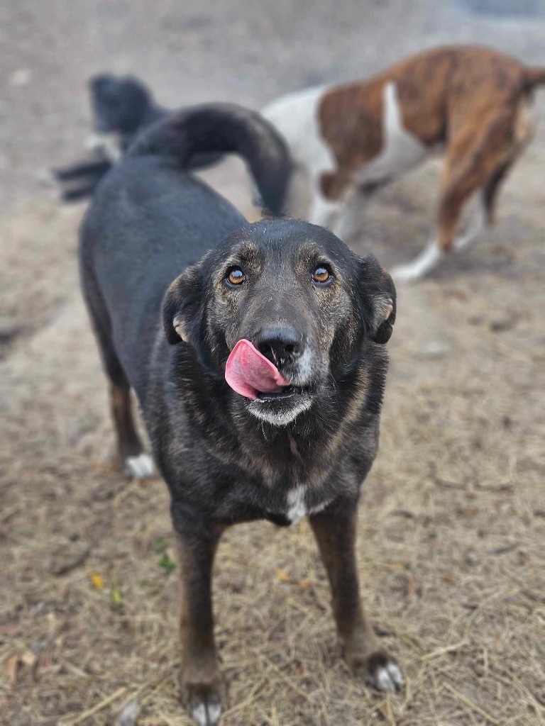 Lola, an adoptable Belgian Shepherd / Malinois in Waynesville, GA, 31566 | Photo Image 1