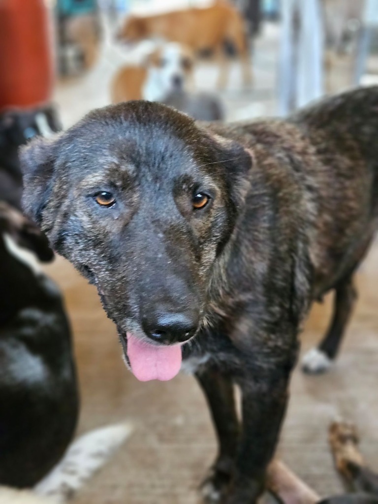 Lola, an adoptable Belgian Shepherd / Malinois in Waynesville, GA, 31566 | Photo Image 2