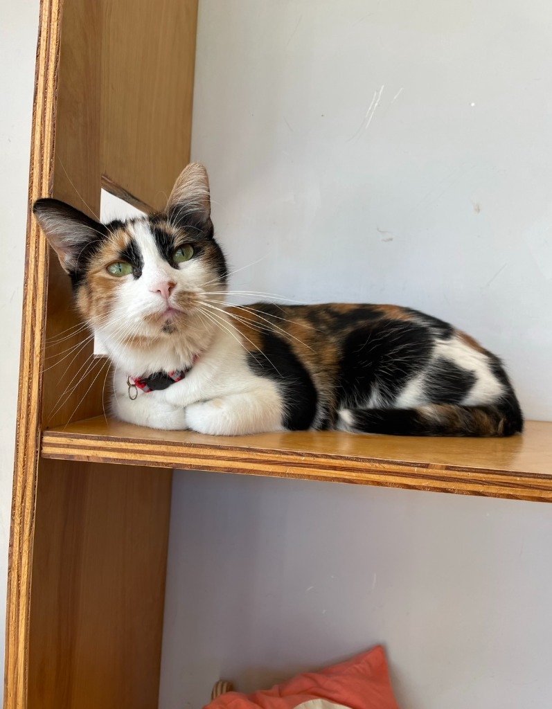 Brie, an adoptable Domestic Short Hair in St. Louis, MO, 63119 | Photo Image 1