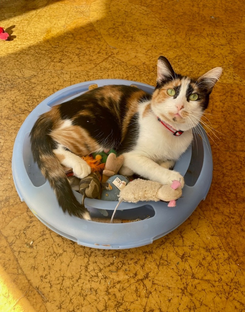 Brie, an adoptable Domestic Short Hair in St. Louis, MO, 63119 | Photo Image 6