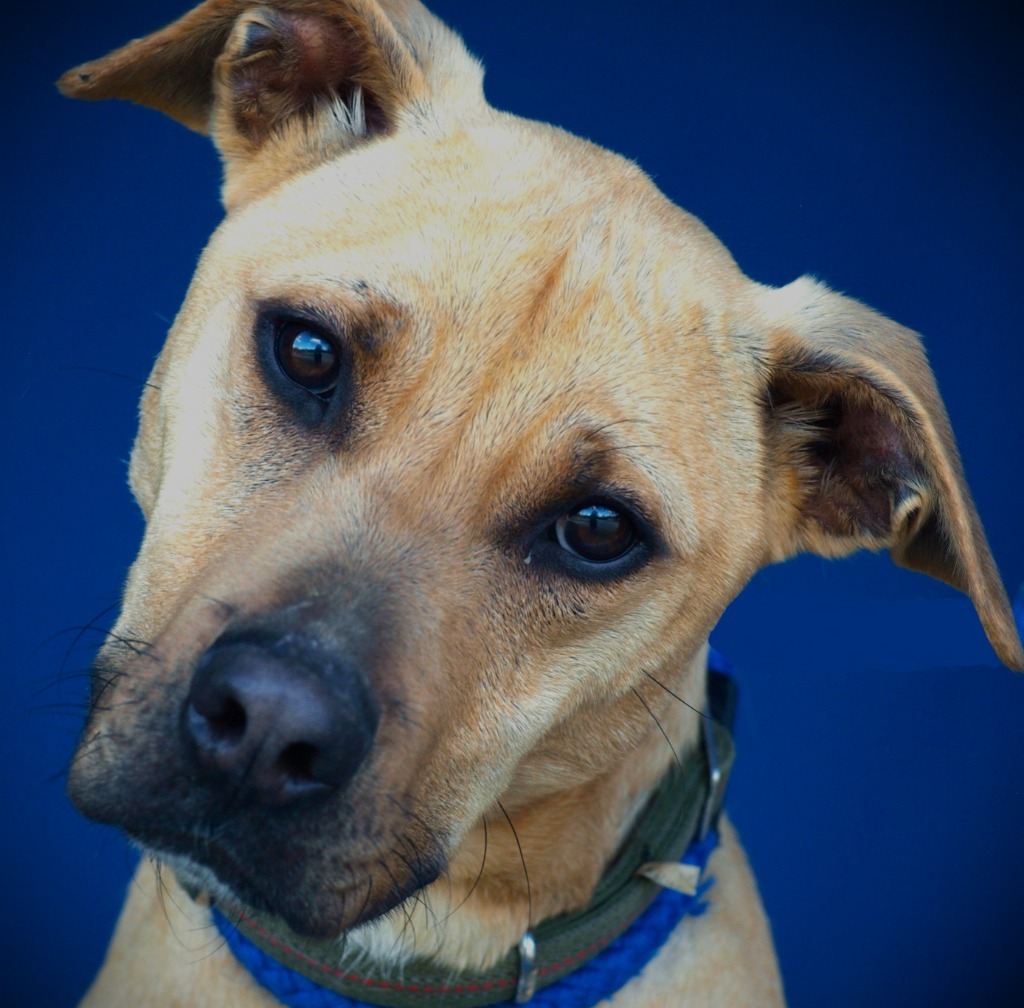 Hank, an adoptable Mixed Breed in Denham Springs, LA, 70726 | Photo Image 1