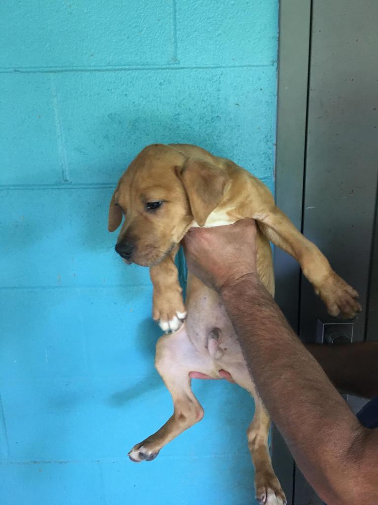 Hank, an adoptable Mixed Breed in Denham Springs, LA, 70726 | Photo Image 2