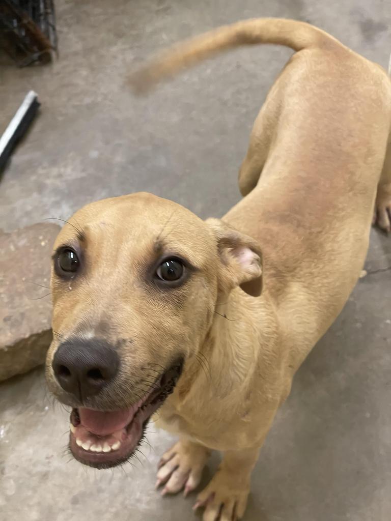 Hank, an adoptable Mixed Breed in Denham Springs, LA, 70726 | Photo Image 3