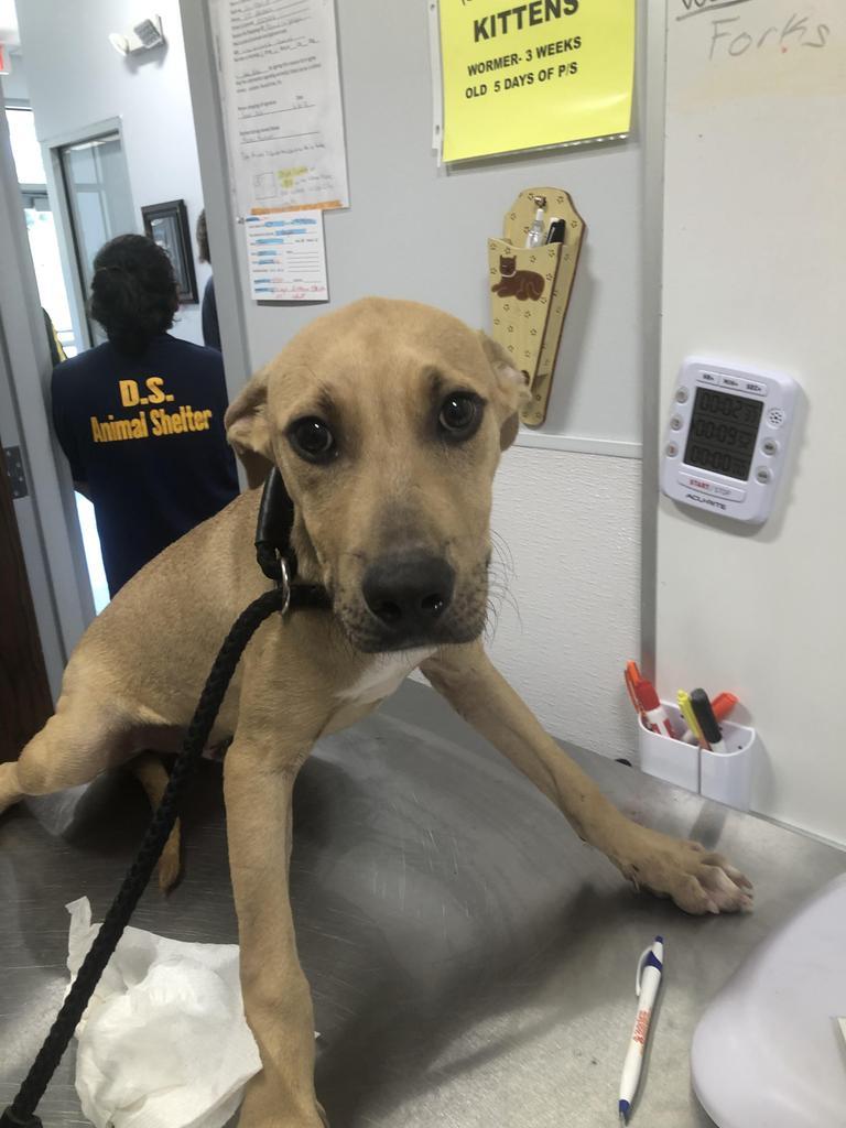 Hank, an adoptable Mixed Breed in Denham Springs, LA, 70726 | Photo Image 4