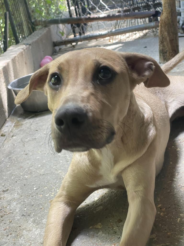 Hank, an adoptable Mixed Breed in Denham Springs, LA, 70726 | Photo Image 5