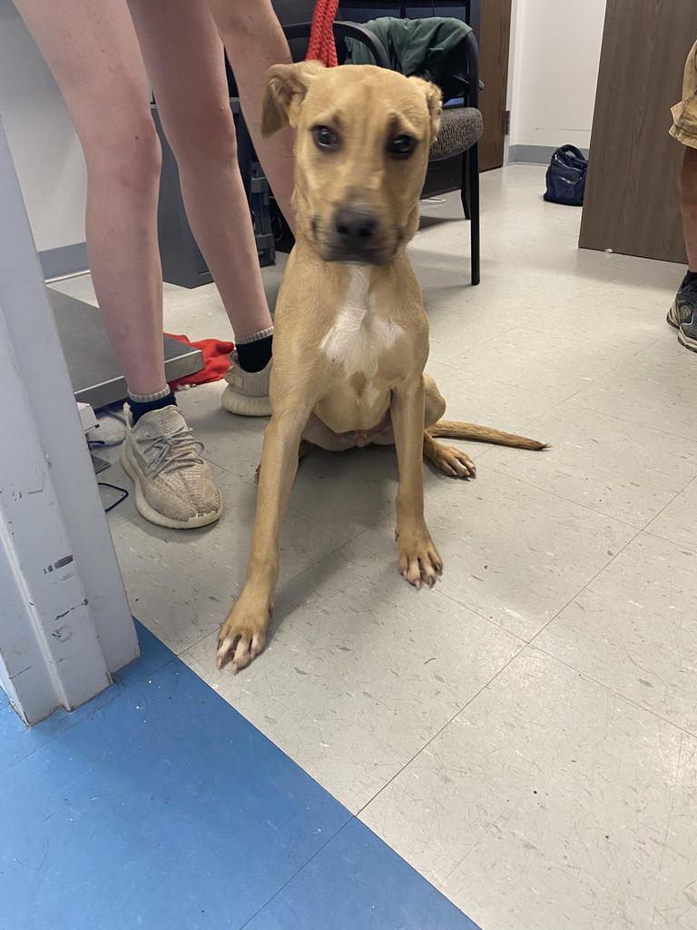 Hank, an adoptable Mixed Breed in Denham Springs, LA, 70726 | Photo Image 6