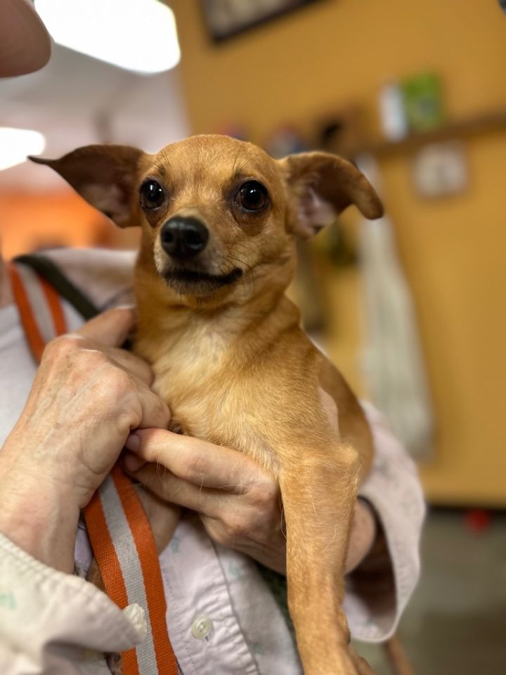 Miguel, an adoptable Chihuahua in Fulton, TX_image-1