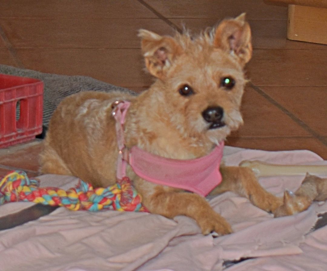 Daisy, an adoptable Norwich Terrier in Kirkland, AZ, 86332 | Photo Image 1