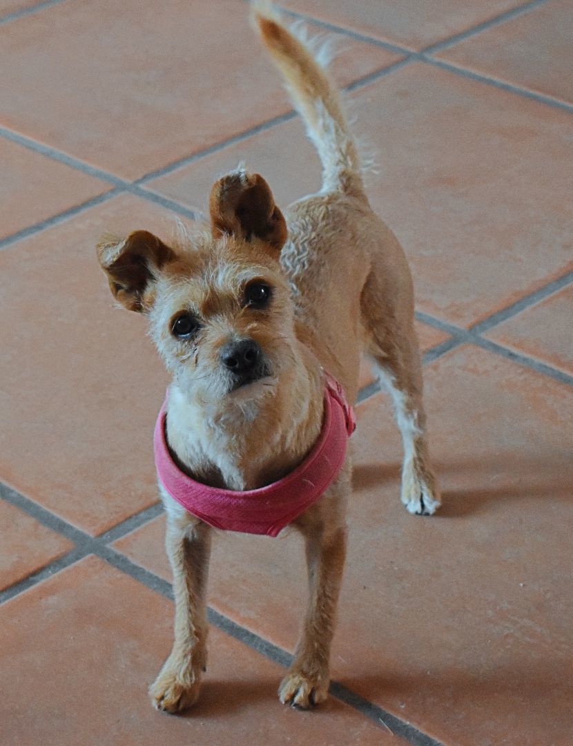 Daisy, an adoptable Norwich Terrier in Kirkland, AZ, 86332 | Photo Image 2