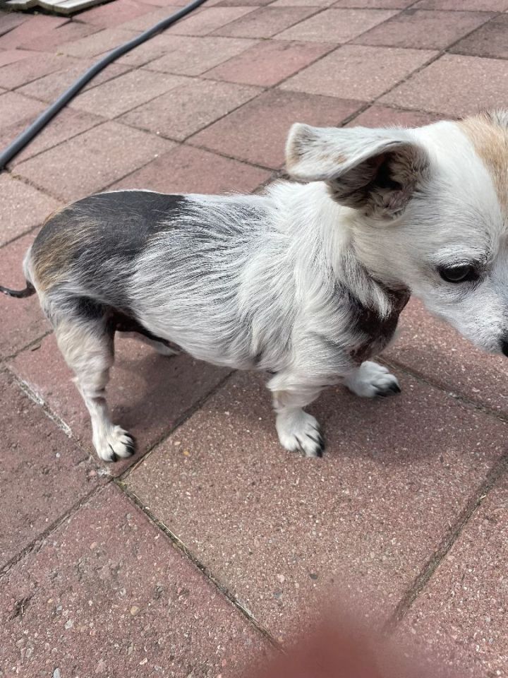 Dog for adoption - Bernie, a Jack Russell Terrier in Indianapolis, IN