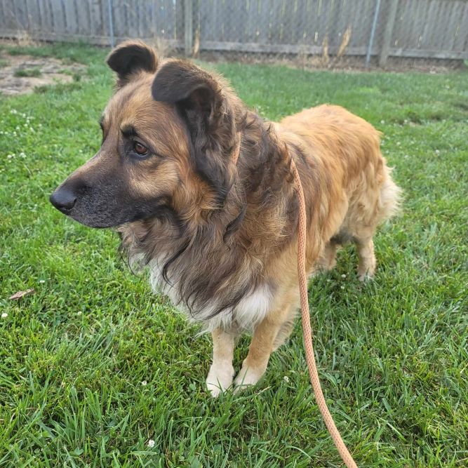 Dog for adoption - Branson, a Shepherd Mix in Springfield, MO | Petfinder