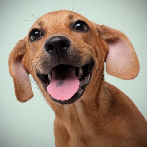 Nico, an adoptable Mixed Breed in Guaynabo, PR, 00969 | Photo Image 1