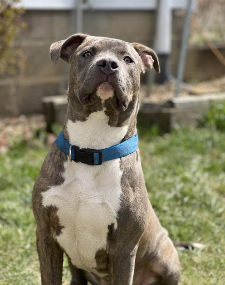 Ross, an adoptable Pit Bull Terrier Mix in Mendham, NJ_image-1