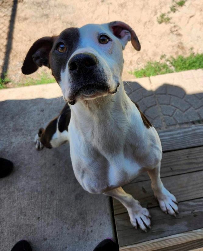 Dog for adoption - Patchouli, a Pit Bull Terrier Mix in Prudenville, MI ...