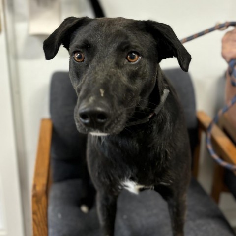 Z, an adoptable Labrador Retriever, Mixed Breed in Rock Falls, IL, 61071 | Photo Image 1