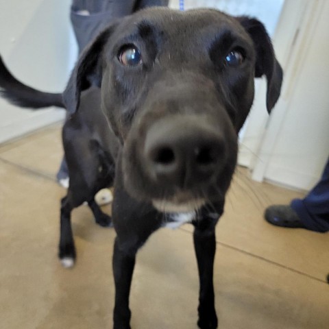 Z, an adoptable Labrador Retriever, Mixed Breed in Rock Falls, IL, 61071 | Photo Image 2