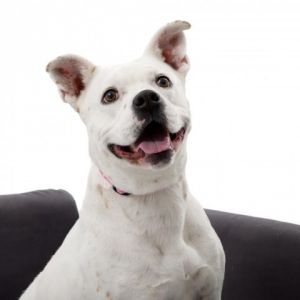 Patti Mayonnaise Pit Bull Terrier Dog