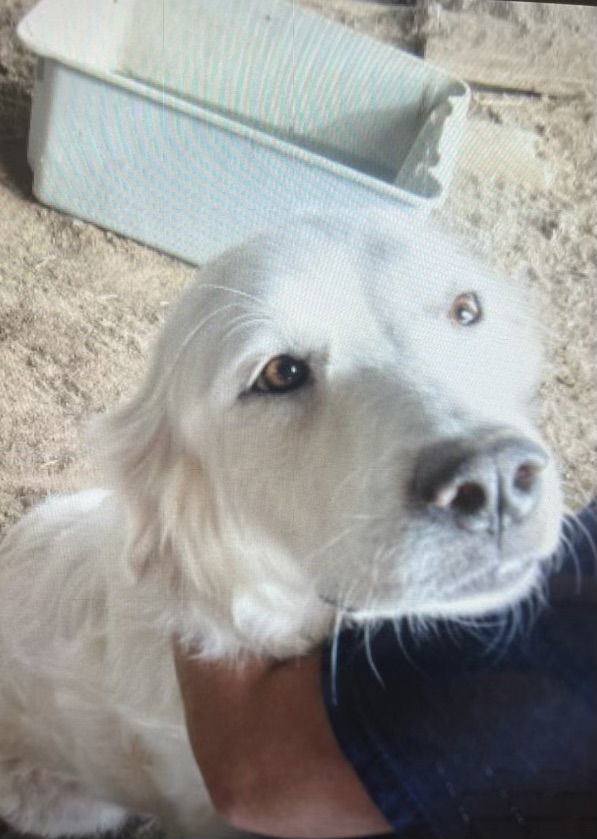 Daisy, an adoptable Great Pyrenees in Westminster, CO, 80021 | Photo Image 1