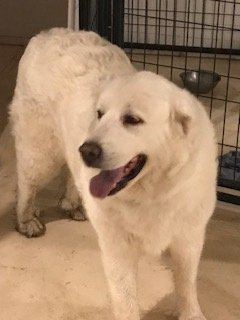 Daisy, an adoptable Great Pyrenees in Westminster, CO, 80021 | Photo Image 2