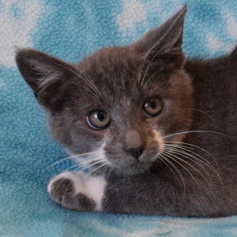 Snickerdoodle, an adoptable Domestic Short Hair in Eureka, CA, 95503 | Photo Image 1