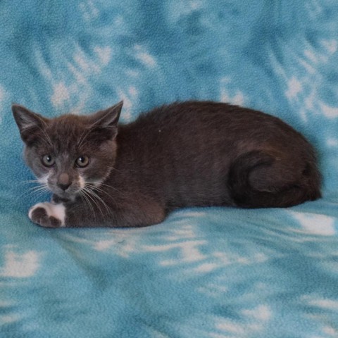 Snickerdoodle, an adoptable Domestic Short Hair in Eureka, CA, 95503 | Photo Image 2