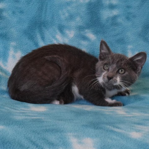 Snickerdoodle, an adoptable Domestic Short Hair in Eureka, CA, 95503 | Photo Image 3