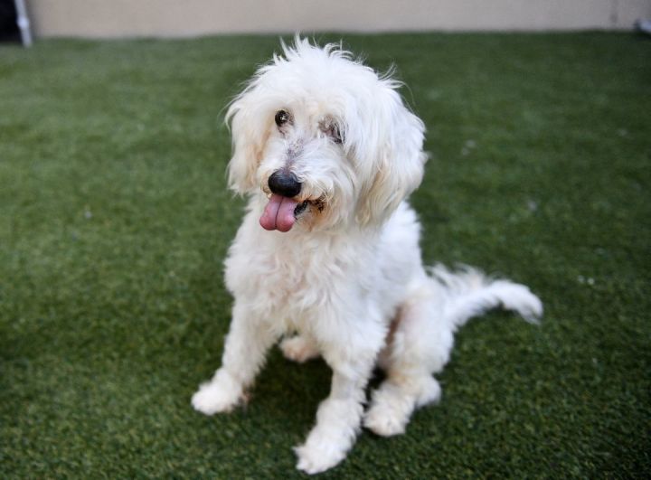 Dog for adoption - BRUNO, a Bernedoodle Mix in Fresh Meadows, NY