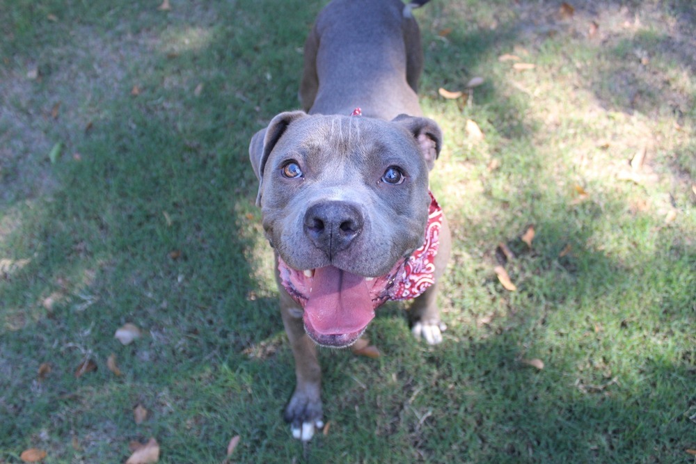 Big boy, an adoptable Mixed Breed in Scott, LA, 70583 | Photo Image 1