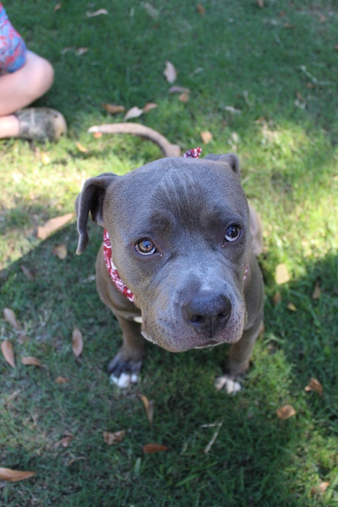 Big boy, an adoptable Mixed Breed in Scott, LA, 70583 | Photo Image 2