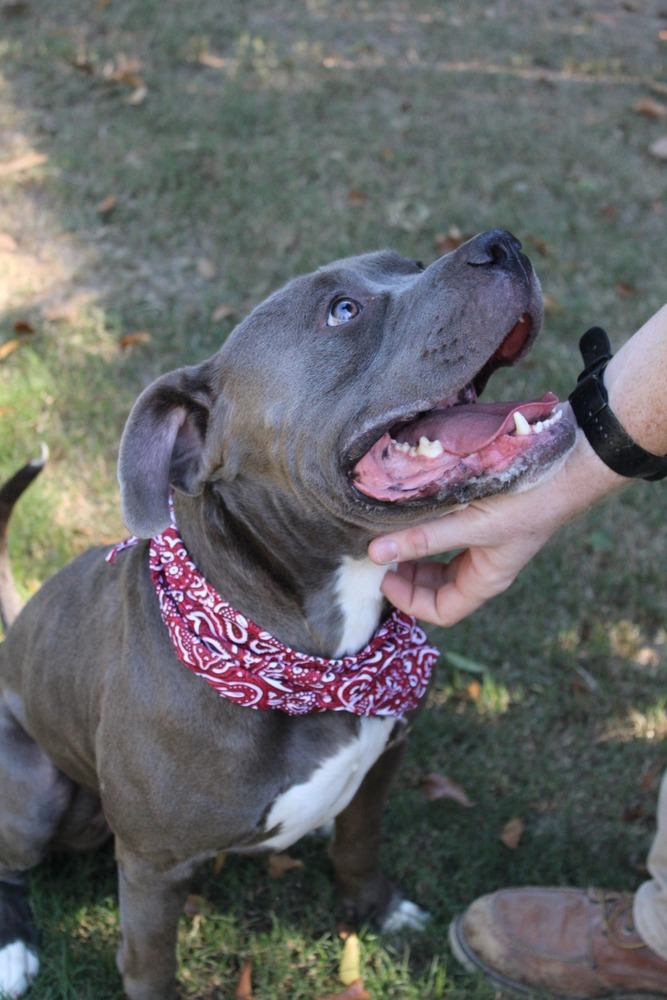 Big boy, an adoptable Mixed Breed in Scott, LA, 70583 | Photo Image 3