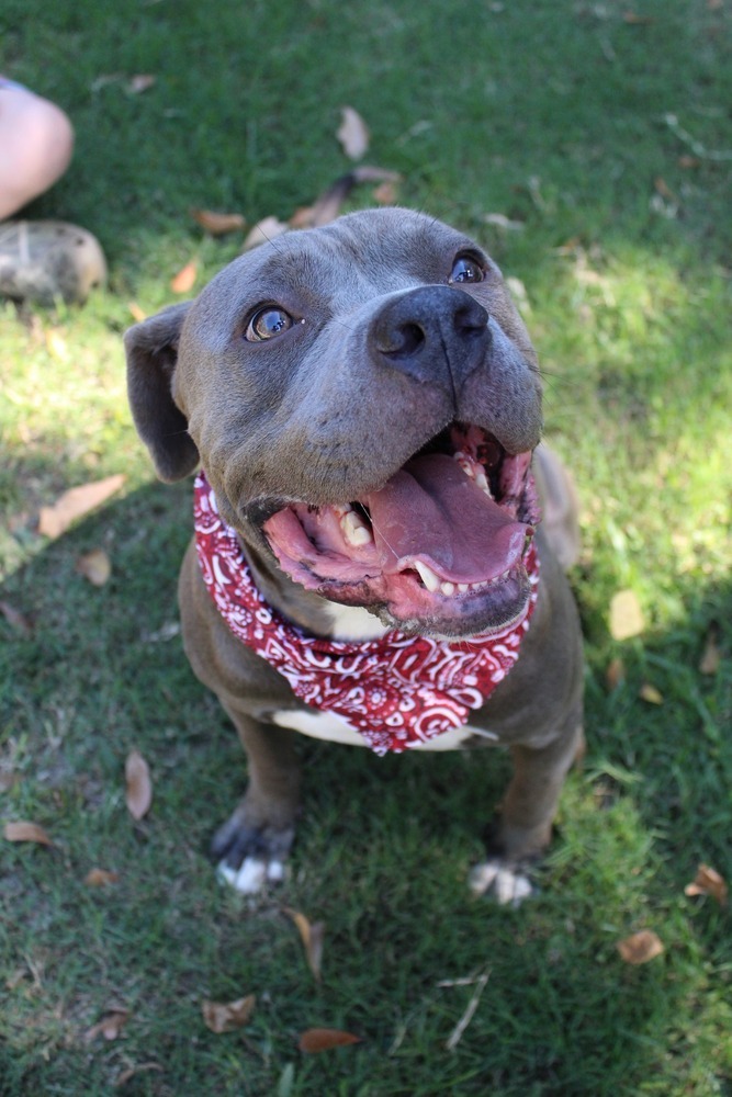 Big boy, an adoptable Mixed Breed in Scott, LA, 70583 | Photo Image 4